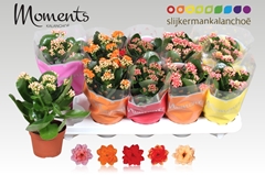 Kalanchoe Double Mix 10Ø 23cm