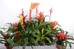 Bromelia Mix 9Ø 15cm