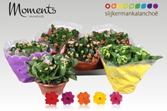 Kalanchoe Double Mix 23Ø 25cm
