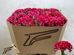 Celosia Act Enda 80cm