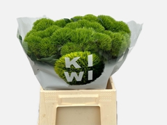 Dianthus Barb Kiwi Mellow 40cm