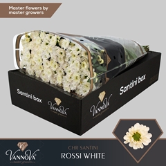 Chrysanth Santini Rossi White 55cm 48gr.