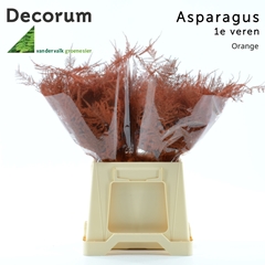 Asparagus Setaceus Painted Orange 45cm
