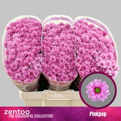 Chrysanht Spray Aaa Pinkpop 55cm 52gr.