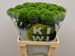 Dianthus Barb Kiwi Mellow 60cm