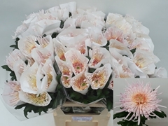 Chrysanth Single Spider Spivio 80cm 120gr.