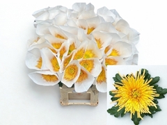 Chrysanth Single Spider Cuivre 80cm 90gr.