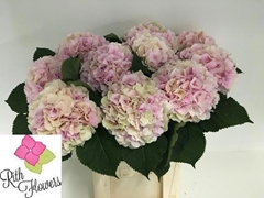 Hydrangea Verena Classic 80cm 20-22cm Hd