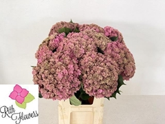 Hydrangea Royal Anastasia Classic 80cm 22-24cm Hd