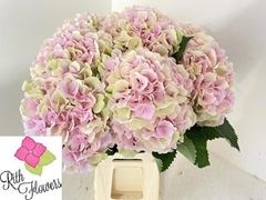 Hydrangea Verena Classic 60cm 18-20cm Hd