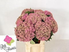 Hydrangea Royal Anastasia Classic 60cm 20-22cm Hd