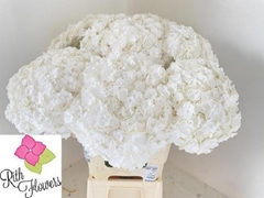 Hydrangea Royal Highness 60cm 18-20cm Hd