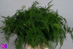 Asparagus Setaceus 55cm