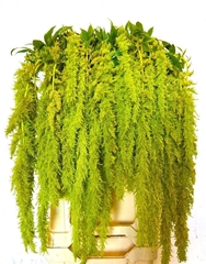 Amaranthus Caudatus Green Spider 80cm