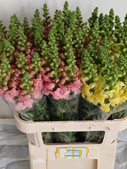 Antirrhinum Mix 80cm
