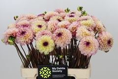 Dahlia Wine Eyed Jill 60cm