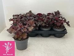 Heuchera Palace Purple 12Ø 19cm