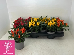 Capsicum Salsa Mix 10Ø 19cm