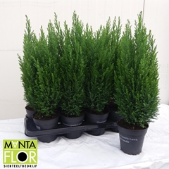 Chamaecyparis Ellwoodii 13Ø 55cm