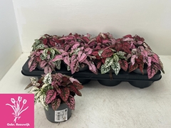Hypoestes Confetti Compact Mix 12Ø 16cm