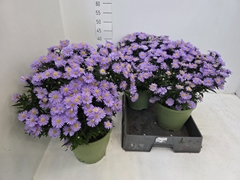 Aster Alpha Purple Rocket 23Ø 43cm