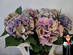 Hydrangea Elbtal Classic 80cm 18-20cm Hd