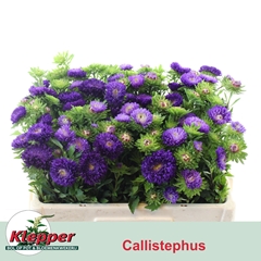 Callistephus Azumi Xl Blue 50cm
