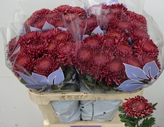Chrysanth Single Bigoudi Red 75cm 130gr.