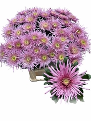 Chrysanth Single Uzuri Purple 80cm 90gr.