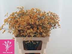 Limonium Inca Diamond 65cm 20gr.