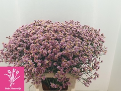 Limonium Sinense Anouchka Diamond 65cm 35gr.