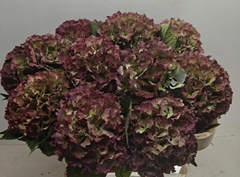 Hydrangea Royal Sunset Classic 60cm 16-18cm Hd