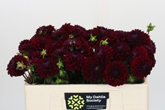 Dahlia Black Fox 50cm