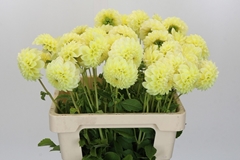 Dahlia Banana Baby 55cm