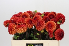Dahlia Brown Sugar Fdm 50cm