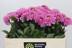 Dahlia Veerle 50cm