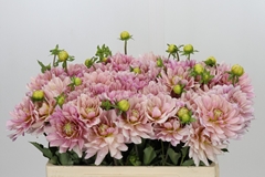 Dahlia Glossy Annika 50cm