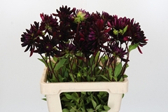 Dahlia Chat Noir 60cm
