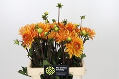 Dahlia Ludwig Helfert 55cm