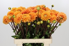 Dahlia Sylvia 55cm