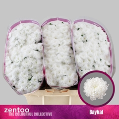 Chrysanth Santini Baykal 55cm 48gr.