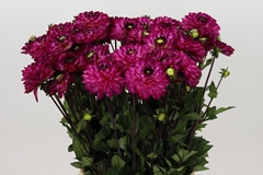 Dahlia Romantica 60cm