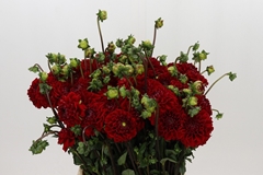 Dahlia Jowey Velvet 45cm