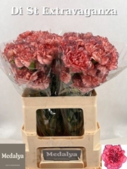 Dianthus Single Extravaganza 60cm
