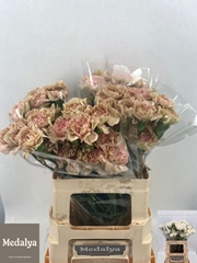Dianthus Single Happy Braun 60cm