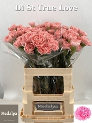 Dianthus Single True Love 60cm