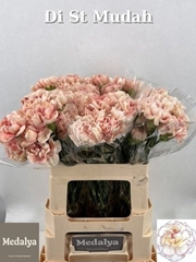 Dianthus Single Mudah 60cm