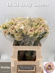 Dianthus Single Lady Sheen 60cm