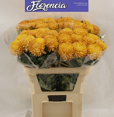 Chrysanth Single Bigoudi Bronze 80cm 105gr.