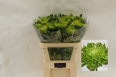 Chrysanth Single Anastasia Green 75cm 80gr.